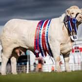 Bessiebell Charolais have a hand picked entry from their prize winning herd catalogued in the forthcoming NI Charolais Club Sale