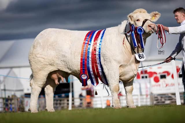 Bessiebell Charolais have a hand picked entry from their prize winning herd catalogued in the forthcoming NI Charolais Club Sale