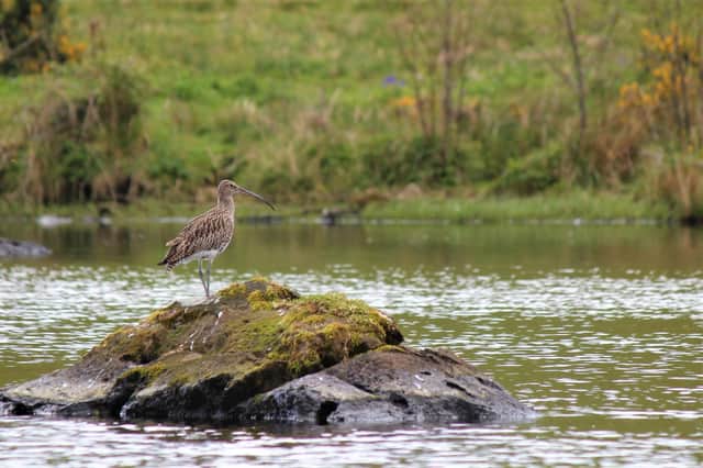 A Curlew. Image: Amy Burns