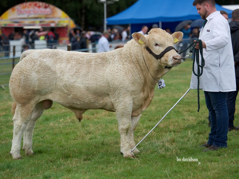 NI Blonde Reserve Calf Champion Moneyscalp Archie with Gary McClelland.