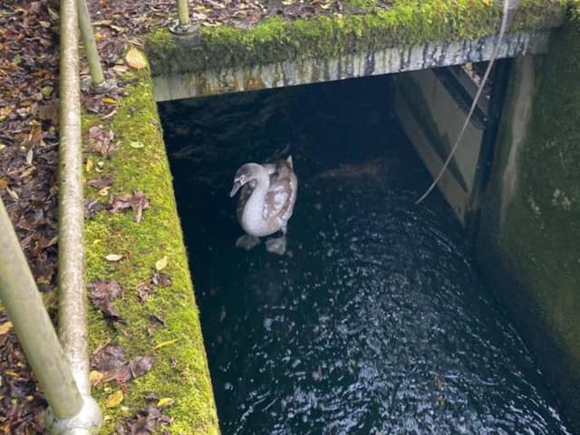 Animal Welfare Charity, the USPCA has rescued an infantile swan, also known as a cygnet from a water containment tank in Dunmurry Water Treatment Plant. The charity’s Wildlife Rescue Officer was made aware of the bird in distress after receiving a call from staff at the plant in Dunmurry