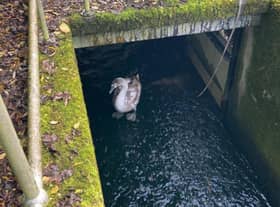 Animal Welfare Charity, the USPCA has rescued an infantile swan, also known as a cygnet from a water containment tank in Dunmurry Water Treatment Plant. The charity’s Wildlife Rescue Officer was made aware of the bird in distress after receiving a call from staff at the plant in Dunmurry