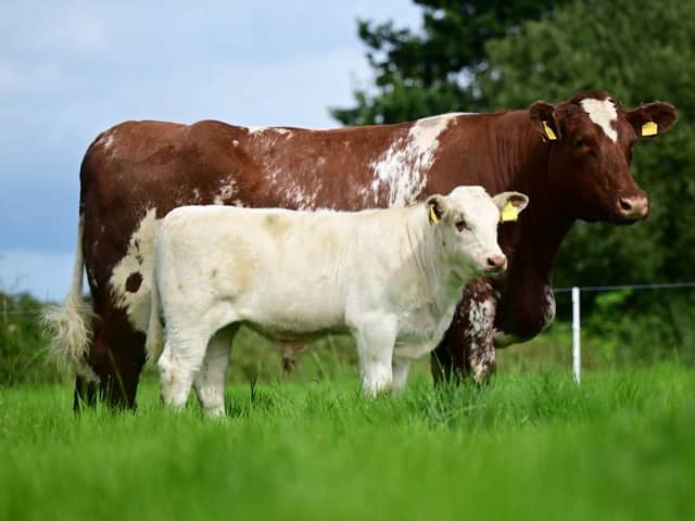 The Cherryvalley viewing day takes place on farm at 51 Lurgan Road, Crumlin on Saturday 19th August with an open invitation between 10.30am and 4pm. All of the hand picked entries for the sale will be on view as well as the main herd which includes dams of sale lots. Pic: Agriimages