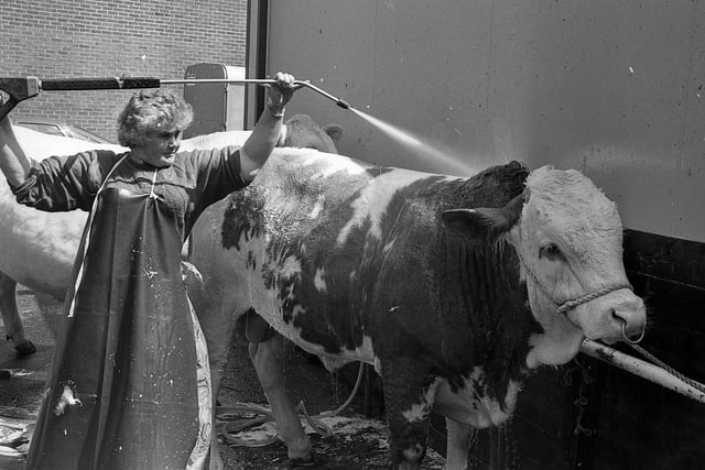 Putting the finishing touches to Balmoral Show entrant in 1991. Picture: News Letter/Farming Life archives