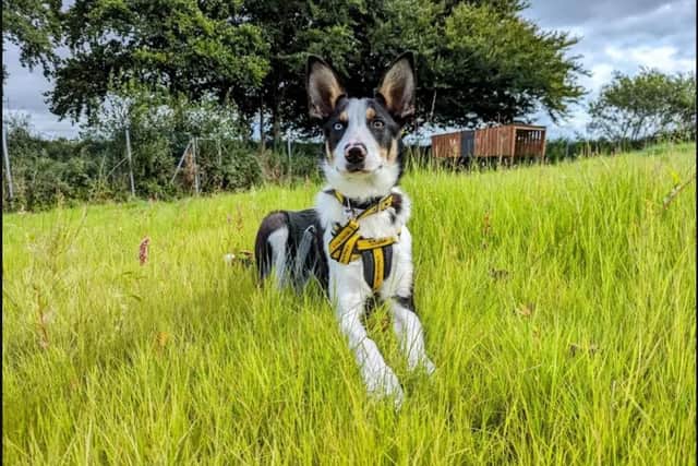 Desmond is a handsome young Border Collie who is under one-year-old. (Pic: Dogs Trust)