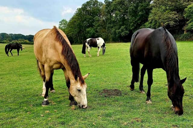 World Horse Welfare calls for improved laws to protect and improve the ...