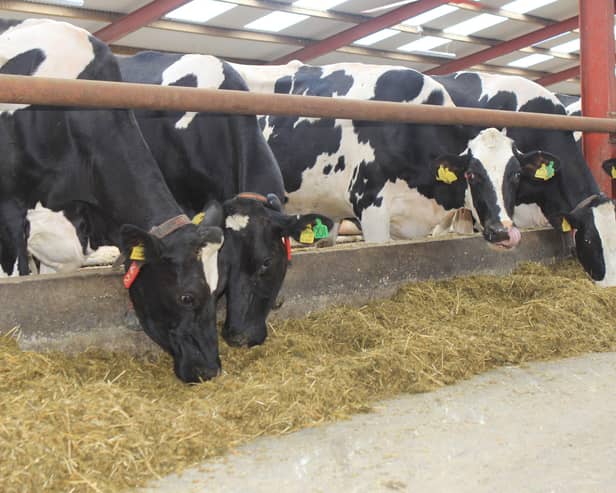The 750-cow Grove Dairy herd was Holstein NI’s best large junior herd in 2023. Picture: Julie Hazelton