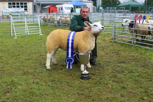 The reserve inter breed sheep champion at Clogher Valley Show 2023. Picture: Richard Halleron