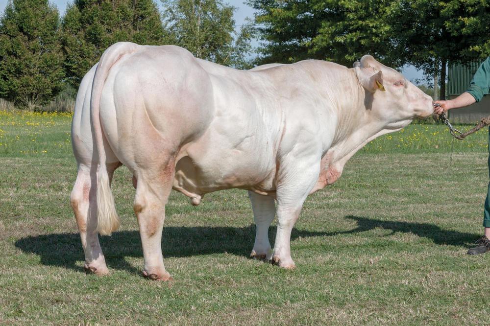 AI-bred calves securing a premium price in the dropped calf rings at ...
