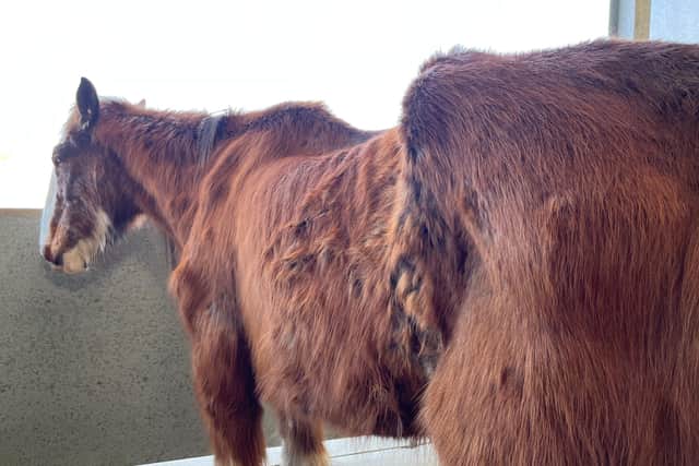 A 15-year-old Clydesdale horse called Seamus has been rescued by World Horse Welfare after he was discovered slowly starving to death in a field with no grass. Picture: Submitted