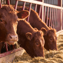 Dry conditions and reduced forage availability could increase pressure on livestock feed supplies this winter, with farmers and feed manufacturers urged to plan ahead.