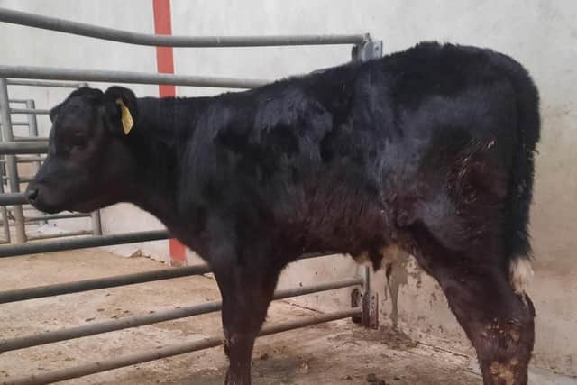 At the drop calf sale held at Downpatrick Mart on Saturday 3rd June 2023, a Downpatrick farmer topped the male calf category on the day with lot 612, Limousin bull at 73kg which sold for £270