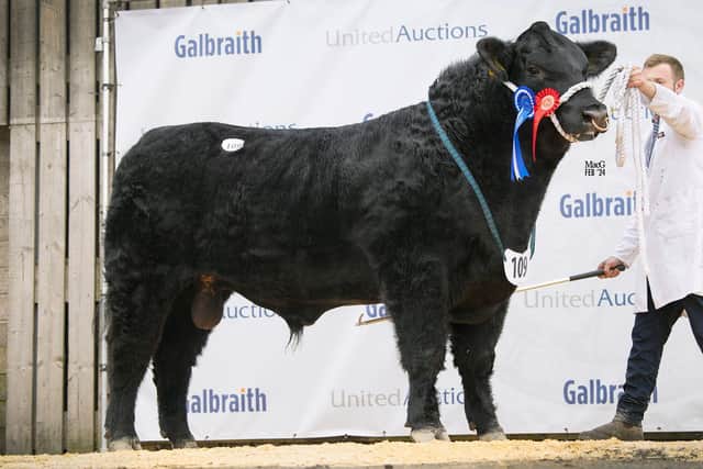 Reserve junior champion Drumhill Echo Y091 sold at 16,000gns for Jonathan and Lisa Doyle, Cookstown. Picture: MacGregor Photography