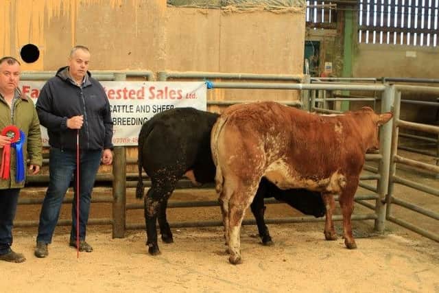 Tommy Doyle with his first and second prize winning heifers,  pictured with judge Keith Tumilty. Picture: Hilltown Mart