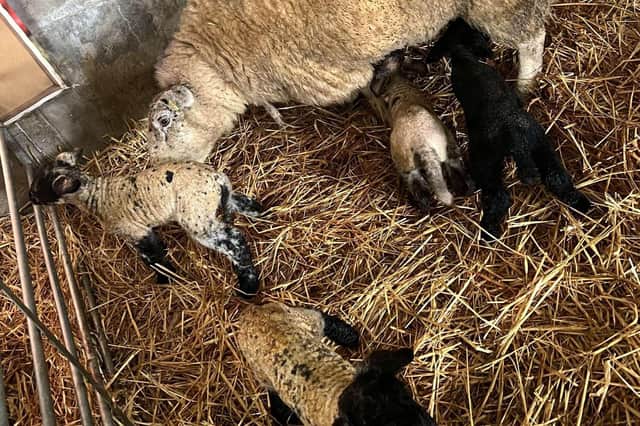 Another four lambs arrived on Wednesday morning.