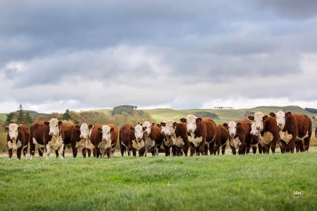 This year all proceeds will go to Rural Support. (MacGregor Photography)