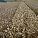 Ripe barley ready for harvest