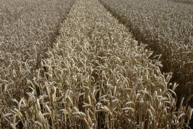 Ripe barley ready for harvest
