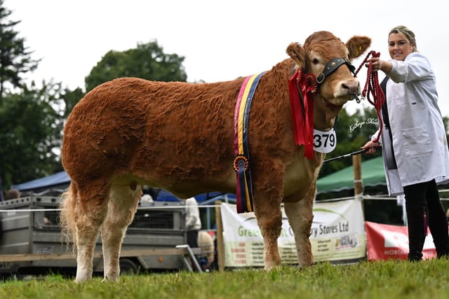 Dinmore Sensation owned by Trevor Shields, Kilkeel, and shown by Shauna Killen, was the senior champion, female champion and reserve supreme champion at the NI Limousin Club’s National Show. Picture: Kathryn Shaw, Agri-Images