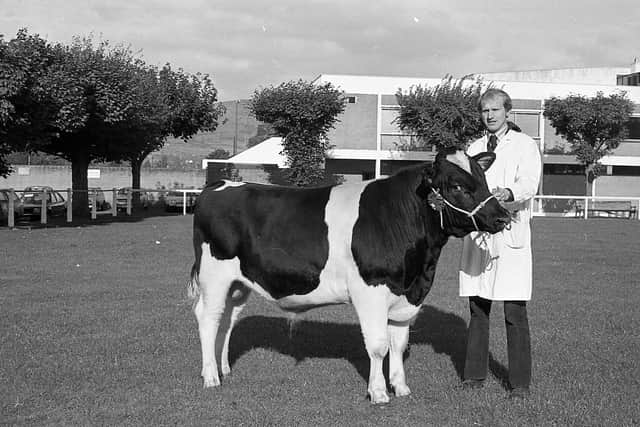 Pictured in October 1981 at the Royal Ulster Autumn show and sale at Balmoral is Castlereagh farmer John McDowell with one of his Friesian bulls, the top of which made 2,500gns at the show and sale. Picture: Farming Life archives/Darryl Armitage