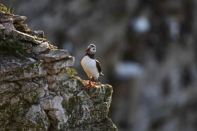 Conservationists and wildlife enthusiasts alike are welcoming the return of Puffins to UK shores with cause for new hope as the permanent closure of Sandeel fishing in the English North Sea and all Scottish waters takes effect. Picture: Ellen Leach/RSPB