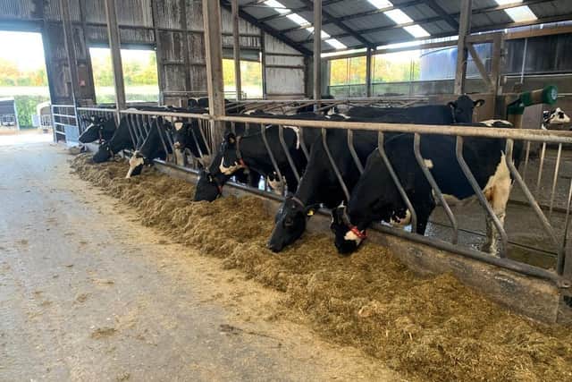 Part of the milking group at Draynes' Farm