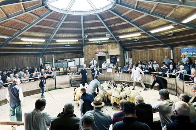 NEMSA 2023 Hexham gimmer lamb sale. Picture: Submitted