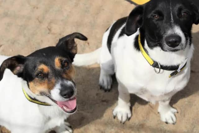 Jack Russell/Collie crosses Dora and Buddy are three-year-old siblings who would love to find a new home together. Image: Dogs Trust