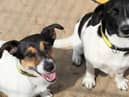 Jack Russell/Collie crosses Dora and Buddy are three-year-old siblings who would love to find a new home together. Image: Dogs Trust