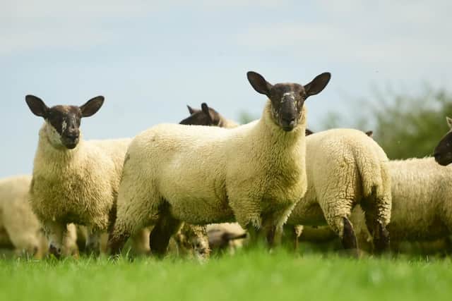 Lambs bred from Jalex Suffolk rams performing well for Robert Workman, Kilwaughter. Ewe lambs are retained for breeding with surplus lambs snapped up by regular customers as flock replacements. Pic: Alfie Shaw