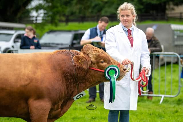 Katie McDowell leading the second prizewinning bull Derryola Red Bull. Pic: Dexter Club