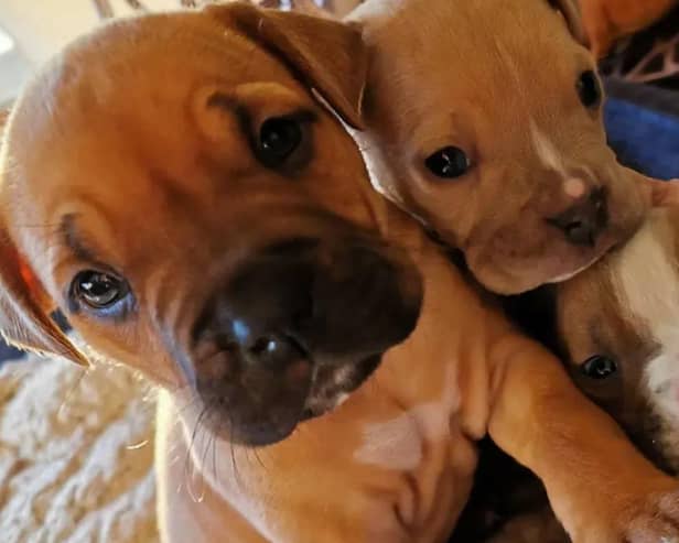 Brooklyn and her siblings are playful Bulldog crossbreed puppies. (Pic: Dogs Trust)
