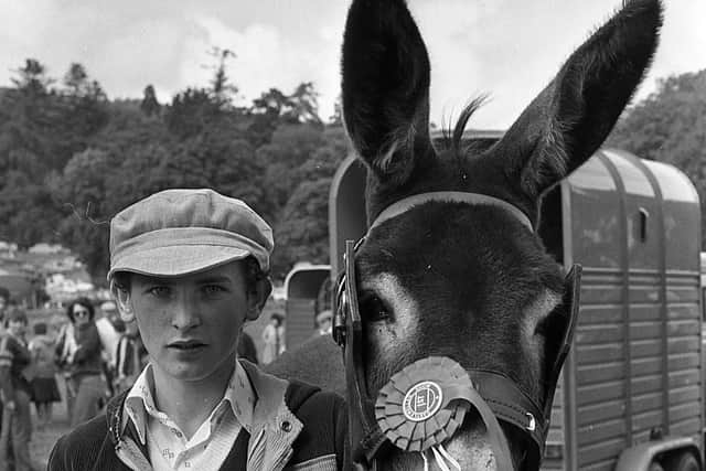 Pictured in late July 1980 is Peter Savage from Ballynahinch, Co Down, with his prizewinning donkey, Senorita, at the Castewellan Show. Peter and Senorita had to brave atrocious weather, noted the News Letter, but the “devoted faithful” stuck out the downpours and were rewarded warm sunshine in the later afternoon. Picture: News Letter archives/Darryl Armitage