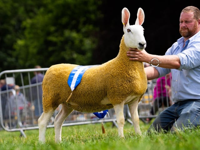 Border Leicester National Show Reserve Champion 2026 from Joanne Mc Farlane.
