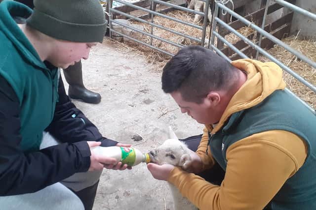 Feeding lambs at Butterlope Farm. (Pic supplied by Rural Support)