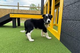 Monica is the only pup from this litter on the website for rehoming, so if you are interested in offering one a home please apply for Monica.