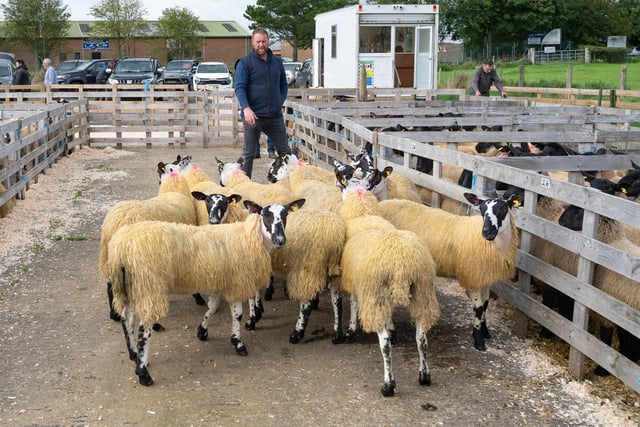 Alwyn McFarland, judge, at the Alexander Gourley open air sheep show and sale at Aghanloo on Tuesday morning. Photo Clive Wasson