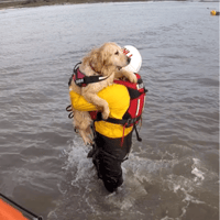 Three out of four dog owners risk threatening their own safety if their pet gets into trouble in the water