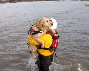 A dog owner saving their pet from the water