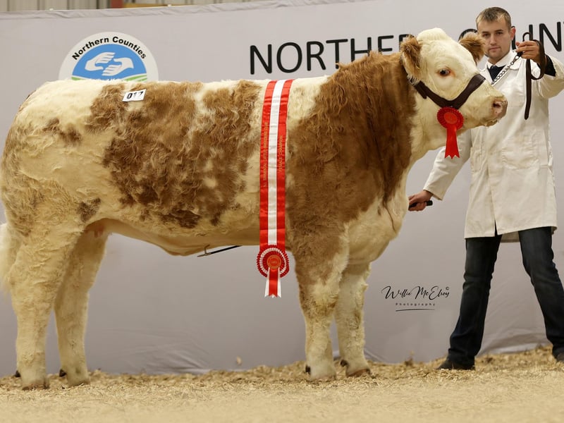 Haystar Divina 5 6400gns