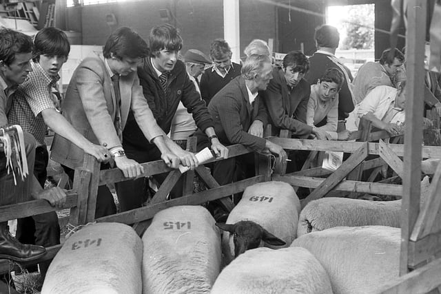 Viewing the Suffolk sheep after judging at the breed show and sale at Balmoral in August 1982. Picture: Farming Life/News Letter archives