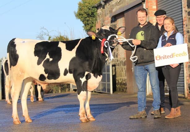 Reserve champion Relough Crimomes PLI £615 shown by Andrew McLean sold for a top price of 3,400gns. Adding their congratulations are  judge David Perry, and sponsor  Edel Madden, United Feeds. 