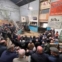Great demand for cattle at Fivemiletown Mart this Monday