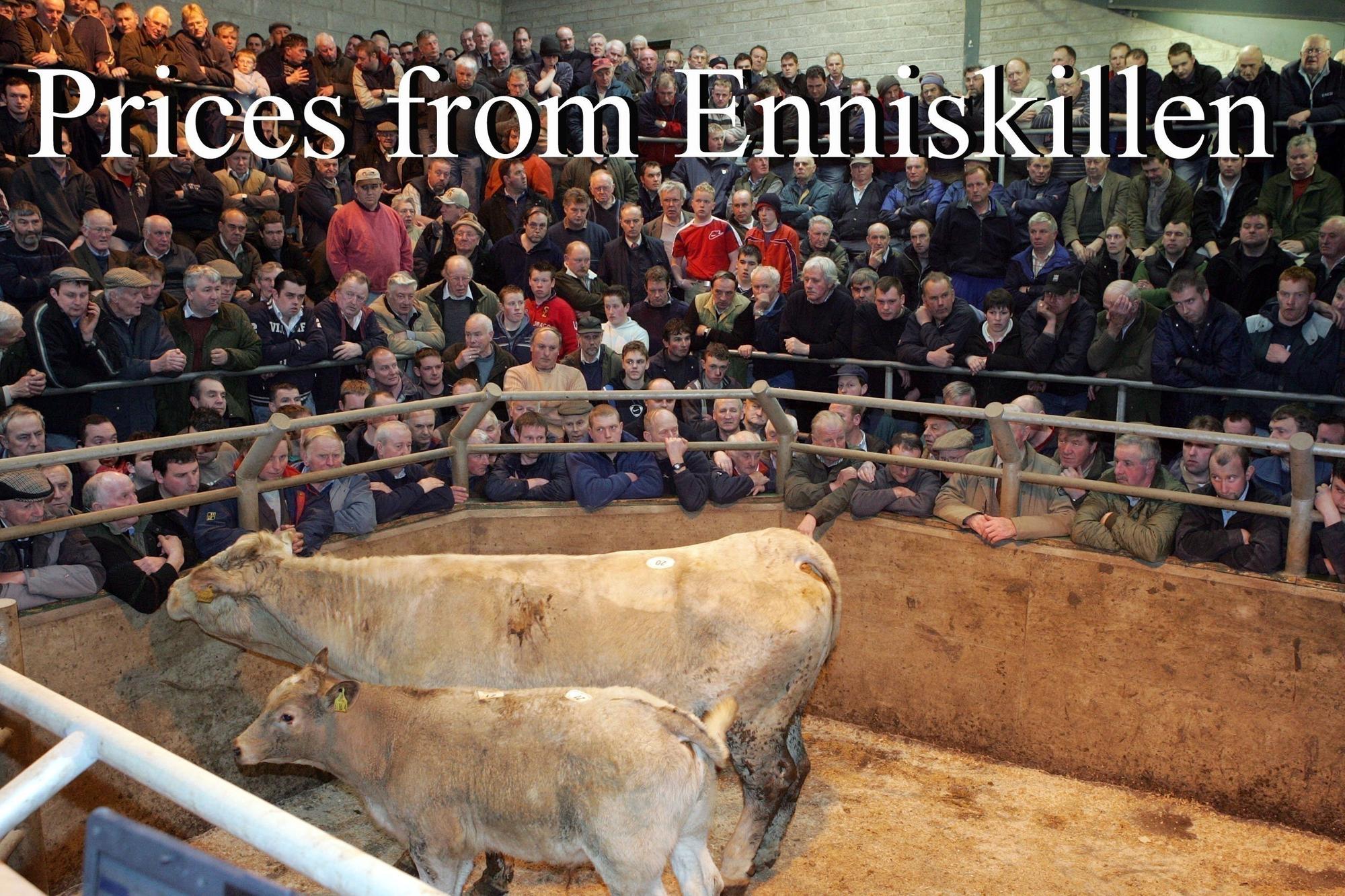Heavy bullocks selling to £2630 for a 785kg Charolais at Enniskillen Mart