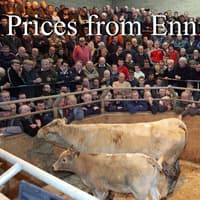 Heavy bullocks selling to £2630 for a 785kg Charolais at Enniskillen Mart