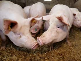 Market conditions for pig producers in Northern Ireland (NI) are somewhat improved.