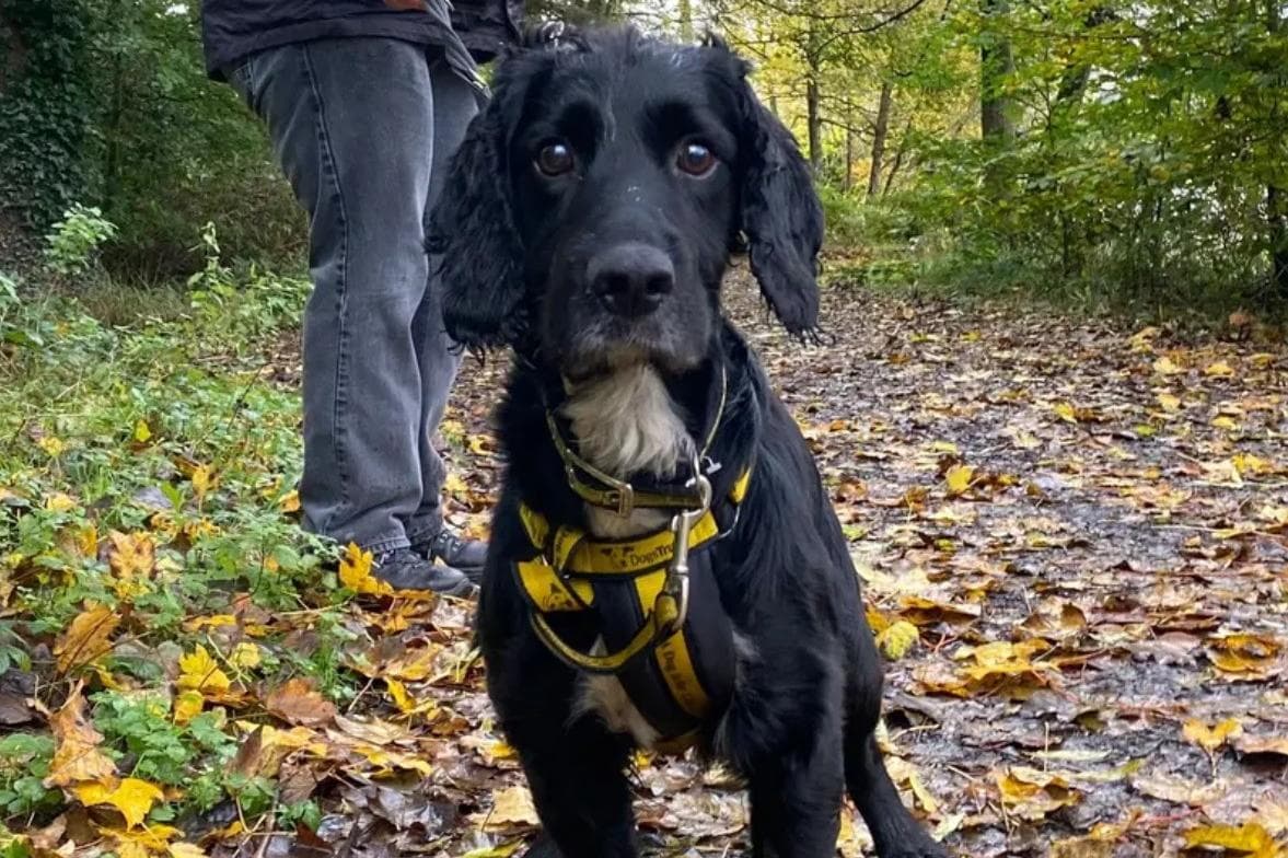 Cocker Spaniel Archie Dogs Trust: Cocker Spaniel cross Archie and Labrador/Spaniel cross ...