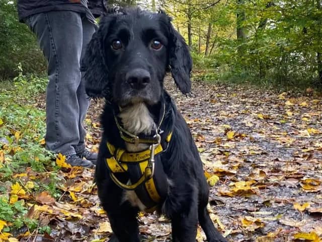 Archie has plenty of energy for walkies, playtime and mental stimulation activities. (Pic: Dogs Trust)