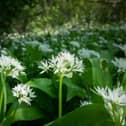 Wild garlic is another plant that is at its best right now and completely free to boot.