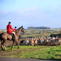 'We had to create WhatsApp group to protect homes, farms, livestock, and families from unwanted hunting activity' - Hunting with Dogs Bill